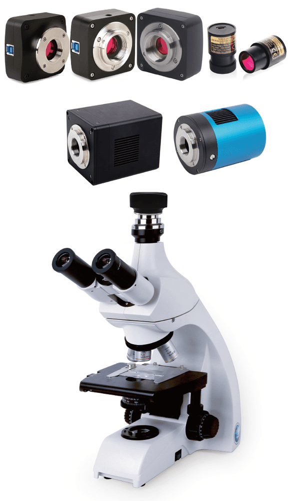 Fluorescence Microscopy of Cells