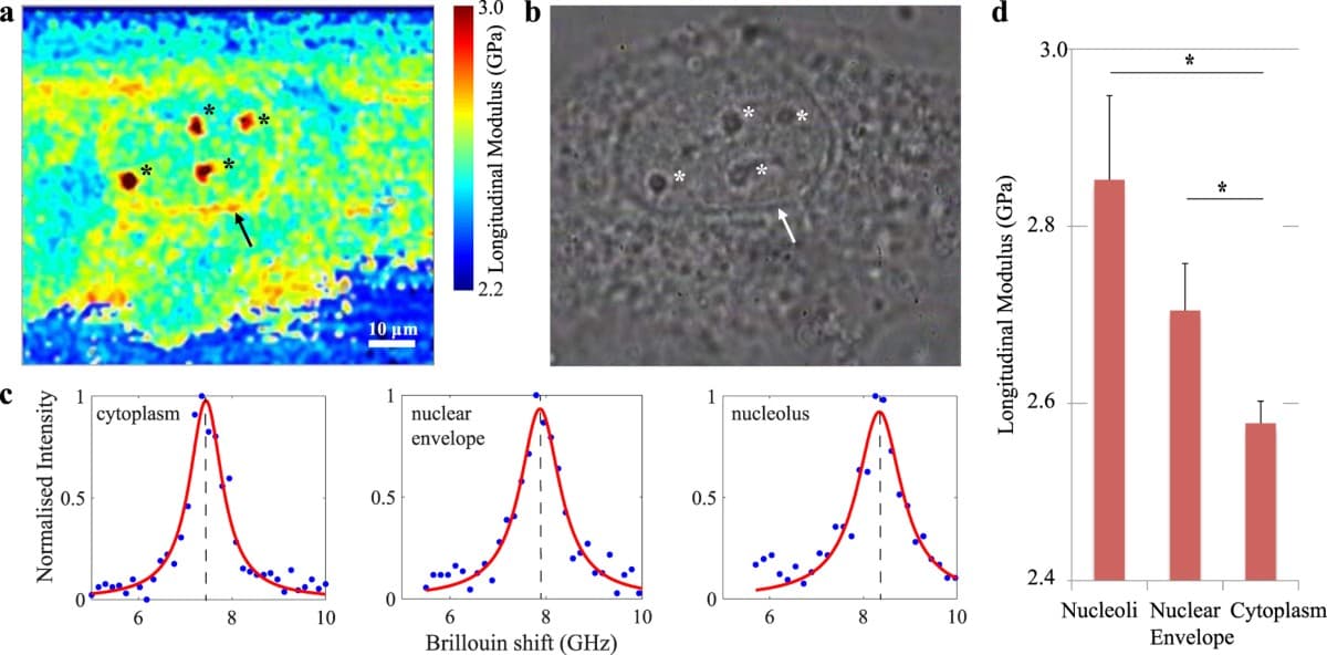Published Brillouin map and phase-contrast image of an endothelial cell, measured anti-Stokes spectra and longitudinal-modulus comparison.