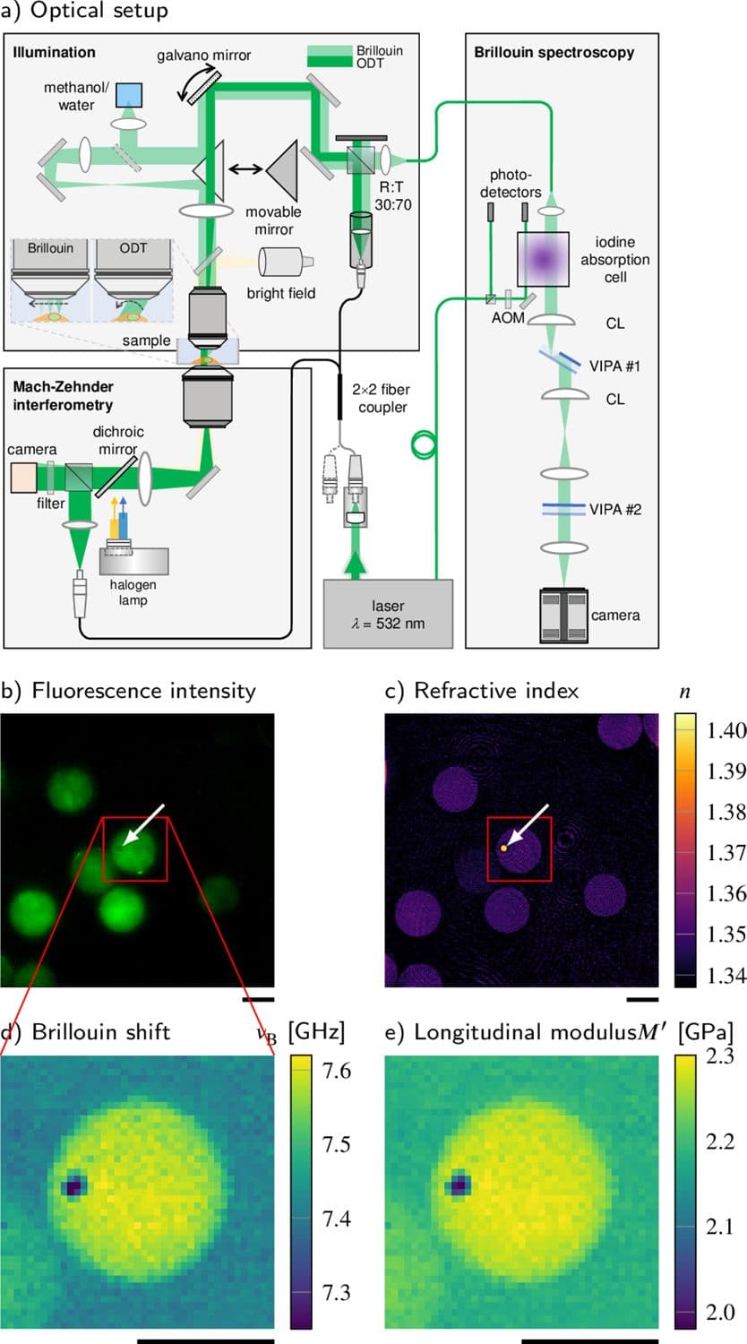 Published fluorescence, optical diffraction tomography and Brillouin microscope setup, with a two-stage VIPA spectrometer and phantom measurements.
