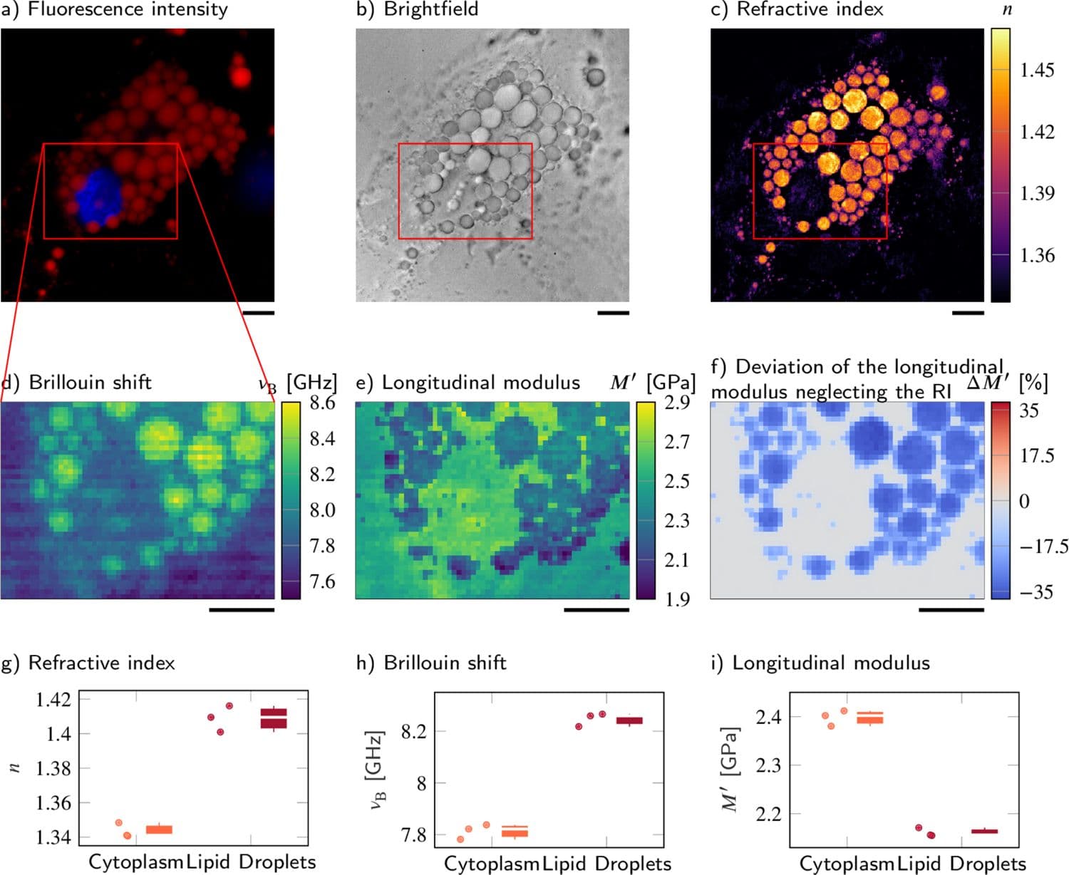 Published adipocyte fluorescence, brightfield, refractive-index, Brillouin-shift and longitudinal-modulus maps showing different contrast in lipid droplets.