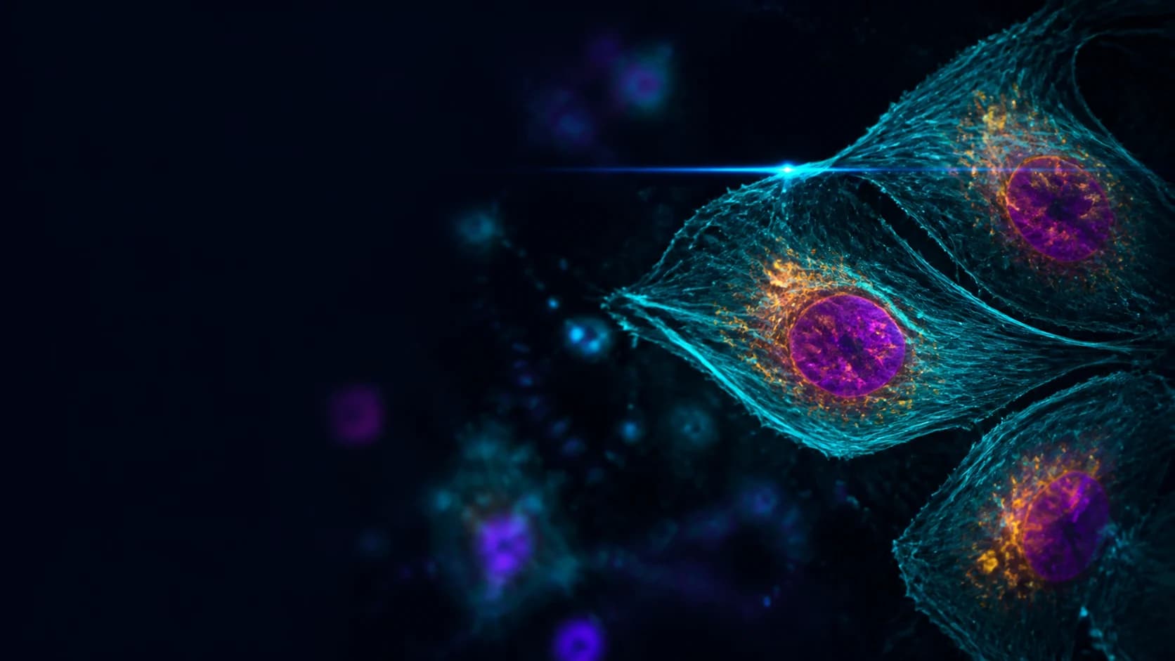 Fluorescently labeled cells in a sharp confocal focal plane