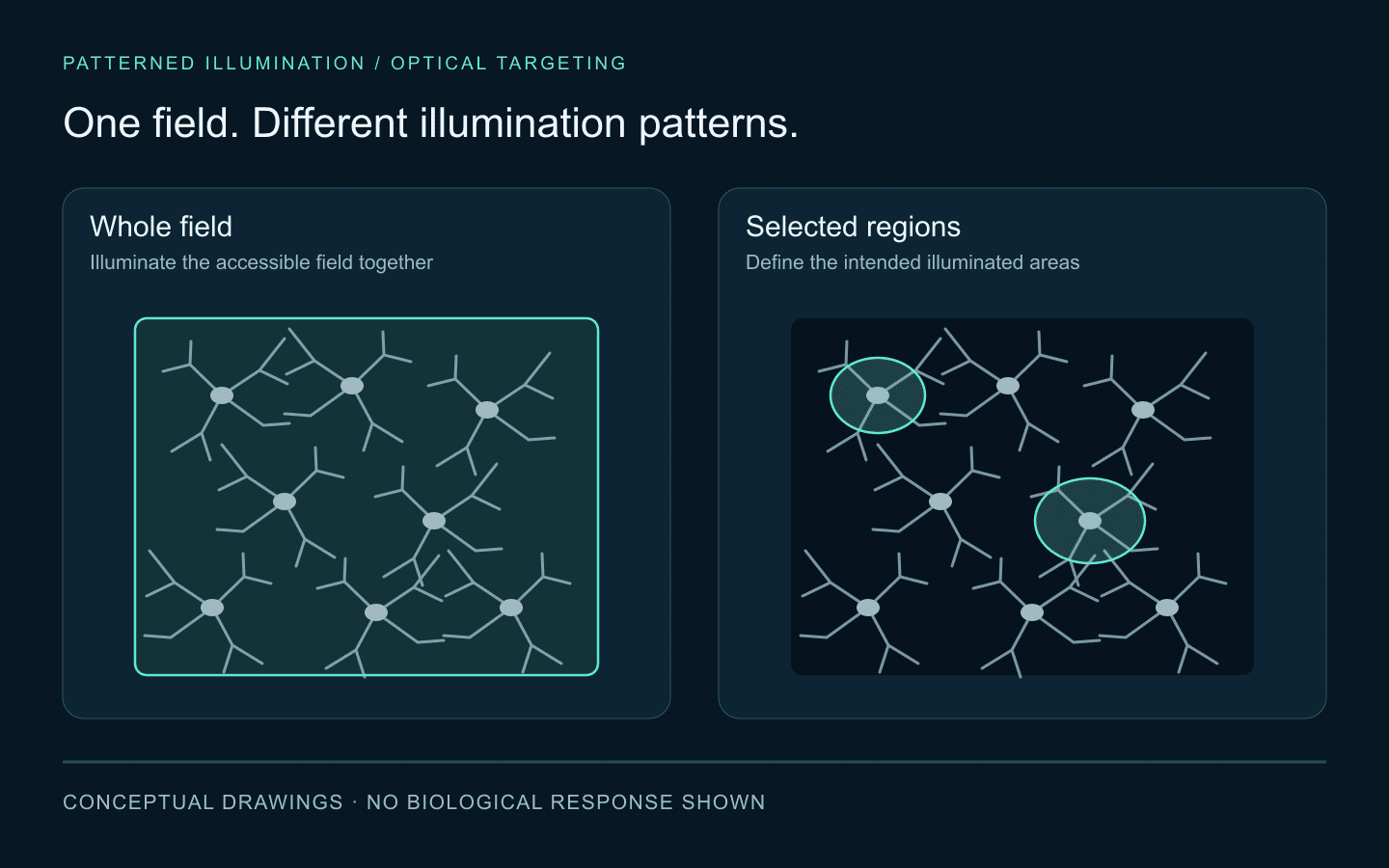 The same conceptual neuronal field under whole-field illumination and selected-region illumination; no biological response is shown