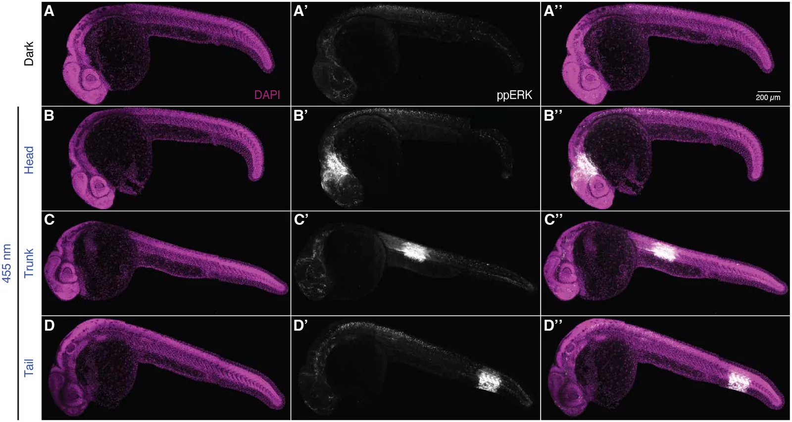 Published zebrafish embryos showing ppERK signal confined to the head, trunk or tail after a 170 by 170 micrometre square of 455 nanometre light, beside an unexposed dark control.
