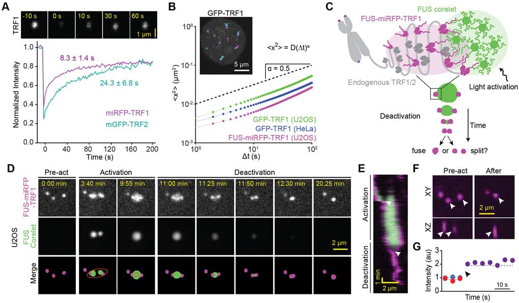 Published telomere measurements: fluorescence recovery curves, single-telomere trajectories, and a time series in which an elliptical activation region drives two telomeres to coalesce and stay merged after deactivation.