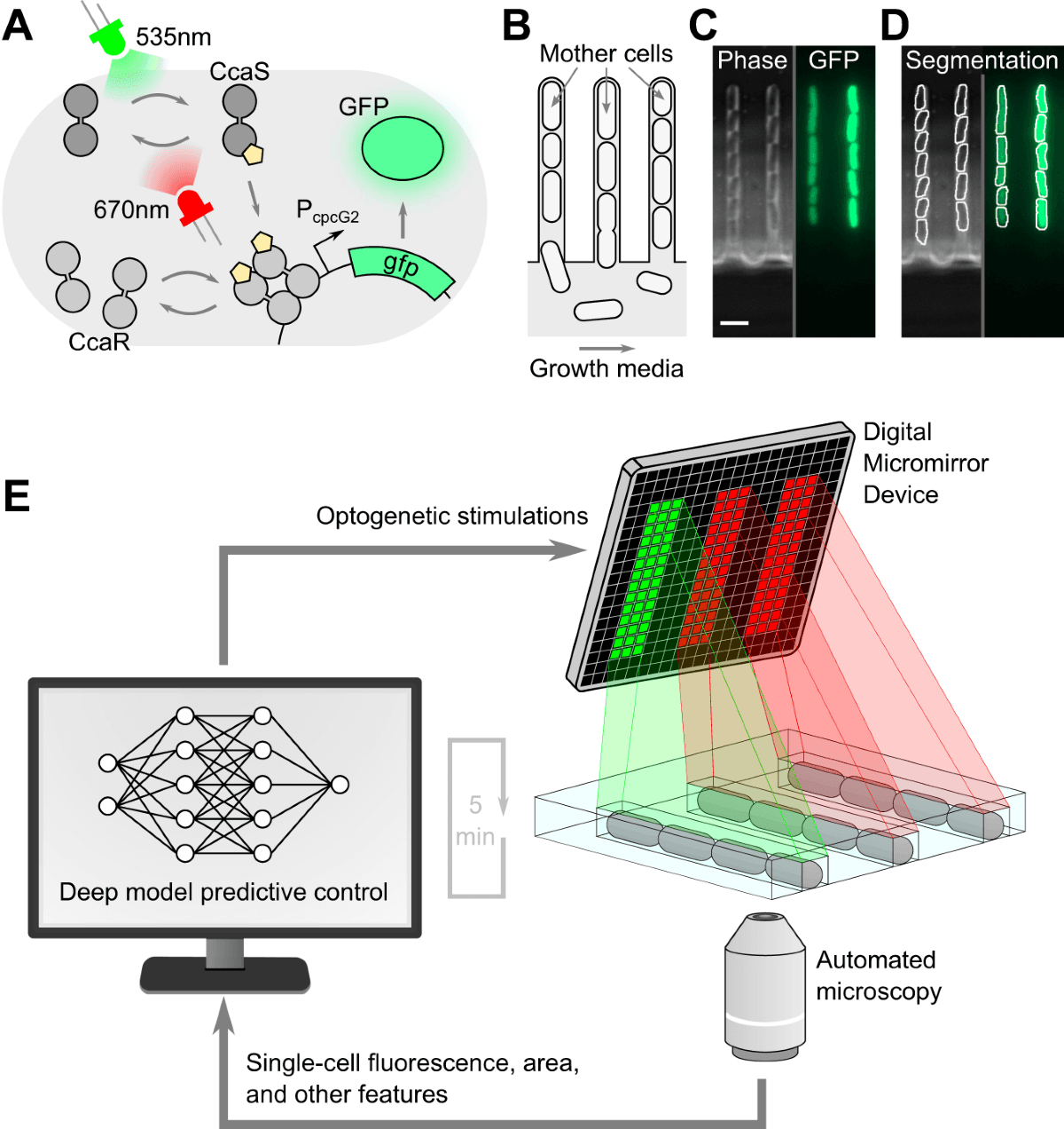 Published schematic of a closed-loop optogenetics platform: a light-switchable gene circuit, a mother-machine microfluidic device, segmented single cells, and a digital micromirror device projecting per-chamber red and green stimulation under computer control.