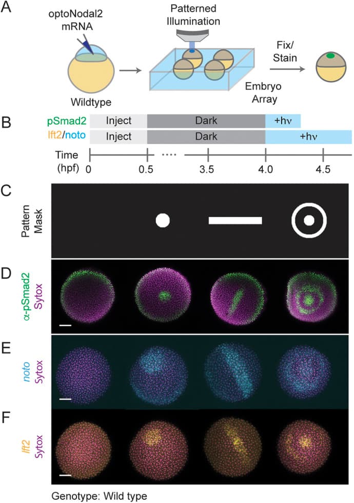 Published DMD pattern masks — a disc, a bar and an annulus — beside the matching patterns of pSmad2 immunostaining and noto and lft2 gene expression in zebrafish embryos.