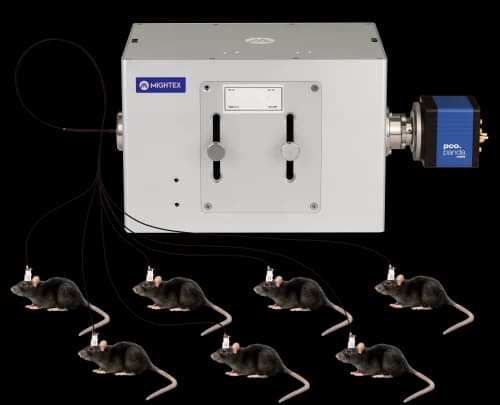 OASIS base unit with branched fiber patch cords recording several animals (illustration from the Mightex OASIS Photometry page)