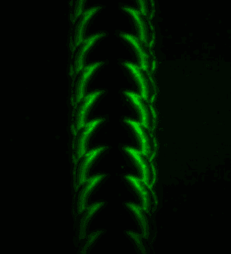 Perovskite fluorescence test 1