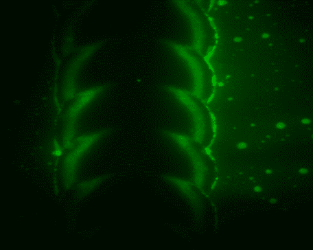 Perovskite fluorescence test 3