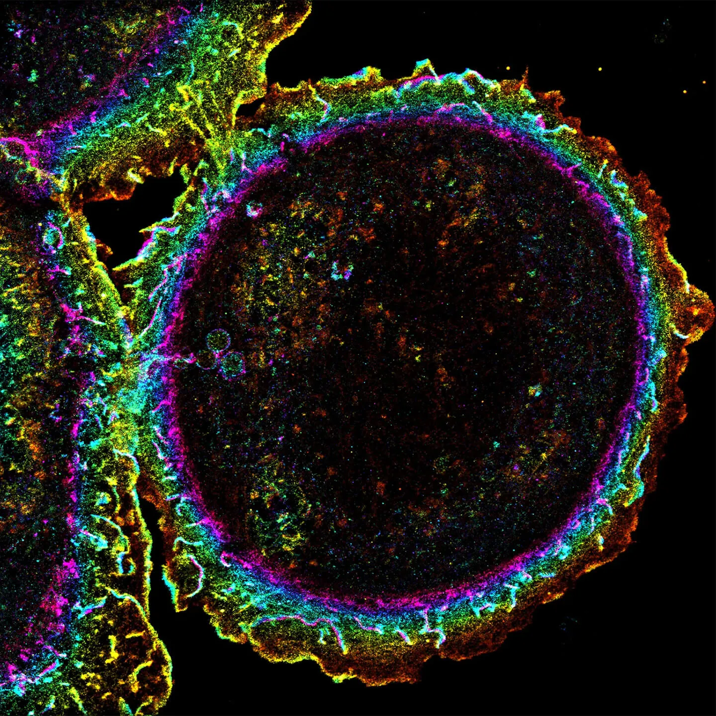 3D Image Analysis Software